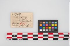 Etikett zu Bronzemehrkopfnadel (NHMW-PRAE-025729)